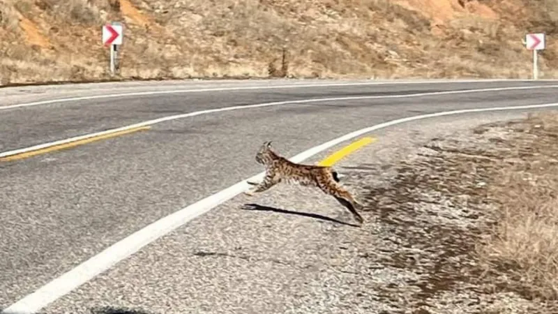 Tunceli’de kırmızı listedeki vaşak fotoğraflandı