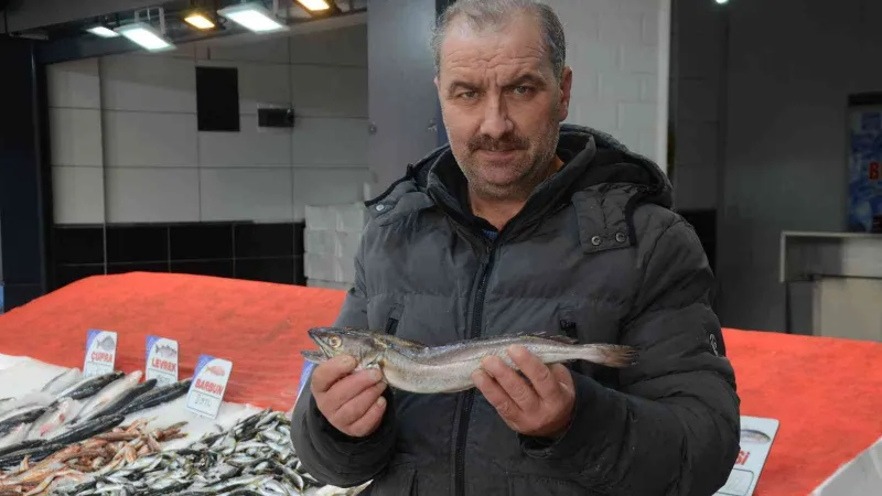 Karadeniz’de çıkmayan balık, yolunu şaşırıp Ordu’ya kadar geldi