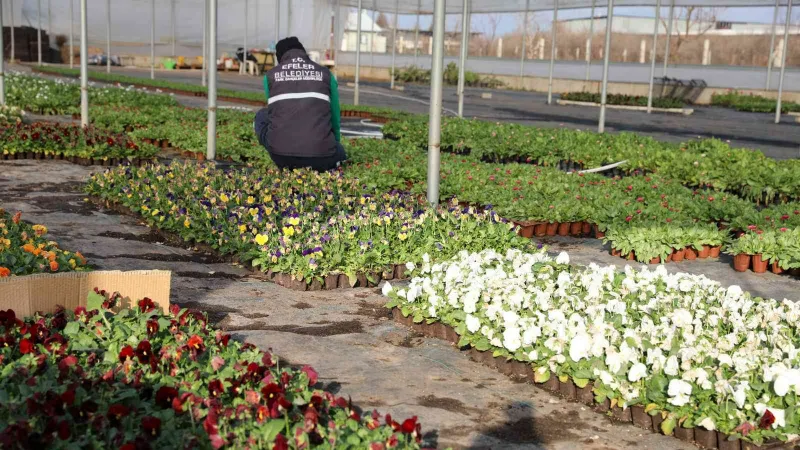 Efeler Belediyesi’nin yetiştirdiği çiçekler kenti süslüyor