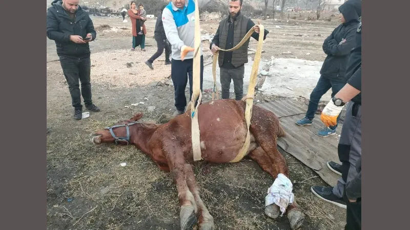 Araç çarpan atı yaşatmak için zamanla yarıştılar