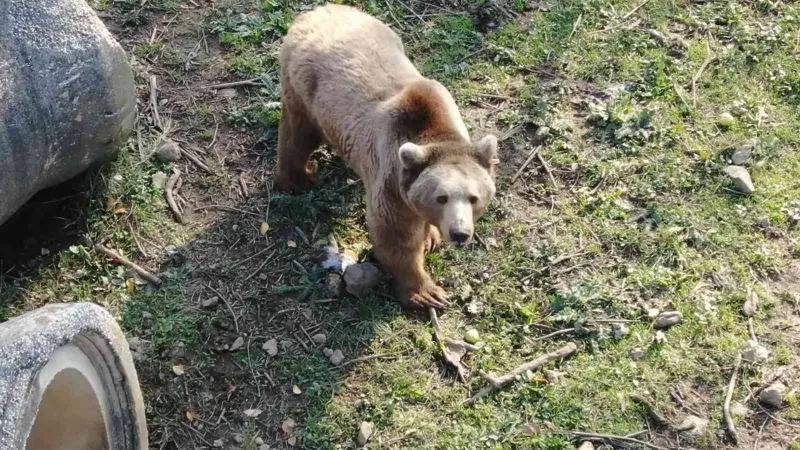 Felç olan ayı, tedaviyle ayağa kalktı