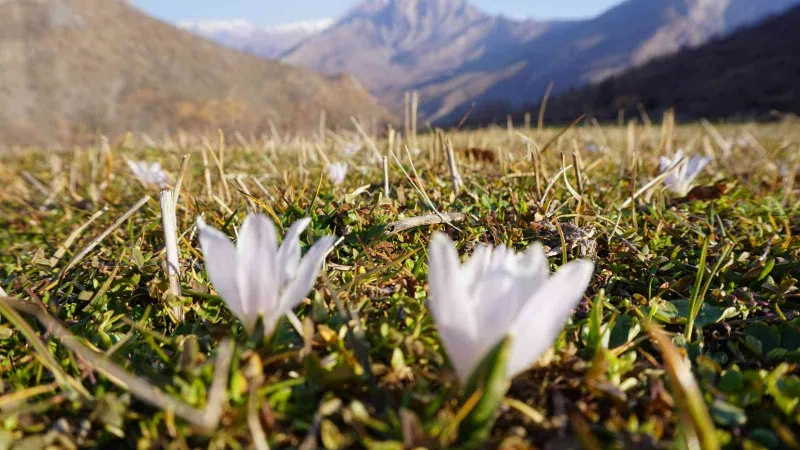 Şırnak’ta 2 metre karın yağdığı bölgeler kardelenlerle beyaza büründü