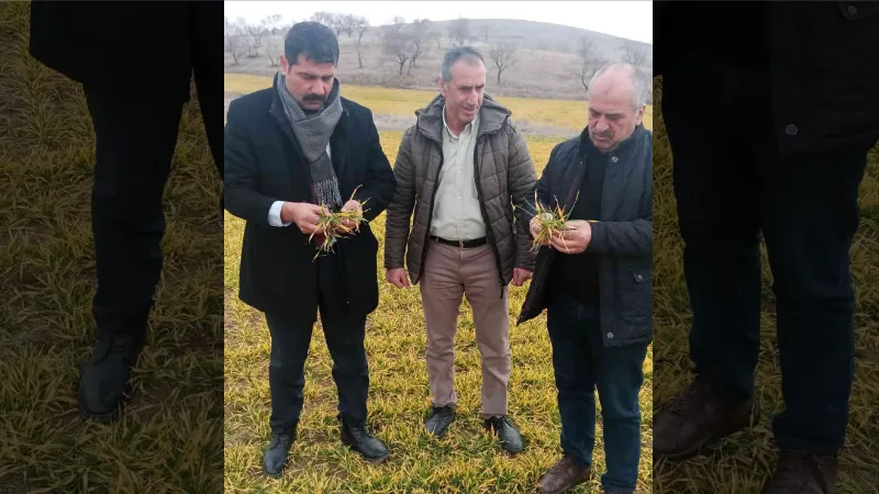 Elazığ’da hububat ve meyve ağaçlarında fenolojik gözlem çalışması yapıldı