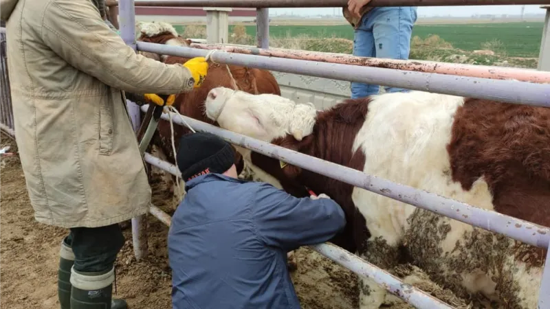 Afyonkarahisar’a ithal getirilen besilik sığırların sağlık kontrolü yapıldı