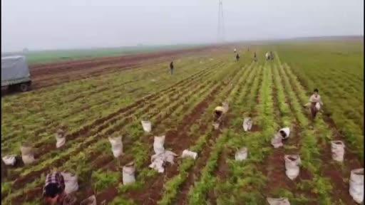 Havuçta zorlu hasat başladı: Rekolte de fiyatı da yüzleri güldürdü