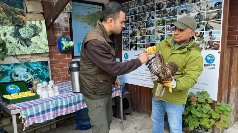 Gökyüzünün efendisi şahin, yaralı halde bulundu