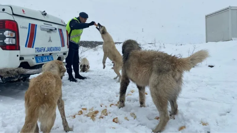 Tunceli’de jandarmadan sokak hayvanlarına mama ve su desteği