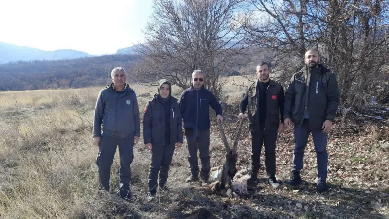 Tunceli’de yaban keçisi öldüren 4 kişiye 264 bin 576 lira ceza