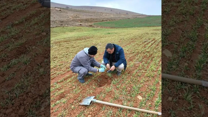 Hububat ekili alanlarda kontroller yapıldı