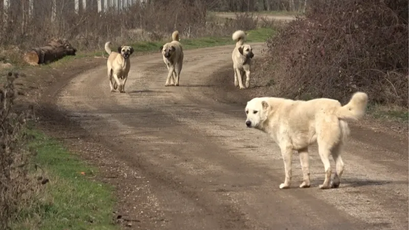 Başıboş köpekler köylünün korkulu rüyası haline geldi