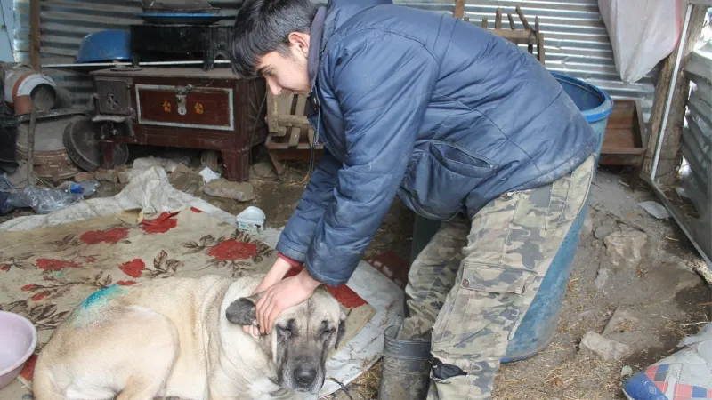 Yaralanan köpek iki aileyi mahkemelik etti