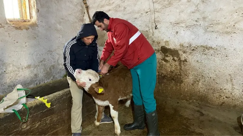 Yeni doğan buzağılara kimlik verildi