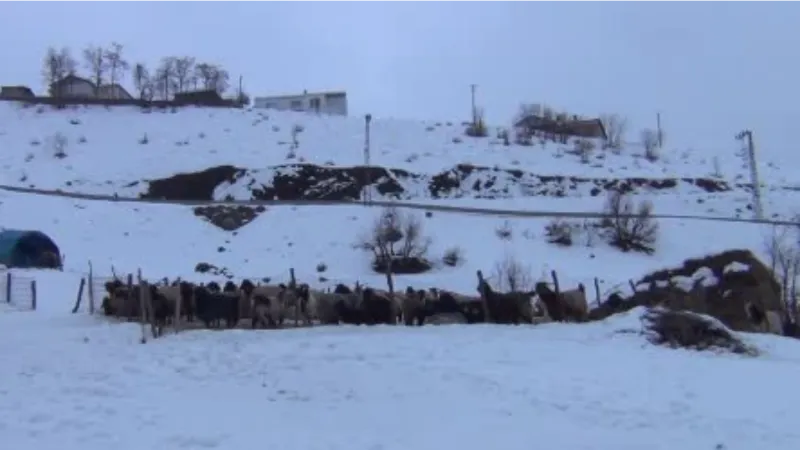 Şırnaklı besilerin ömrü yazın yaylada, kışın ilçede geçiyor