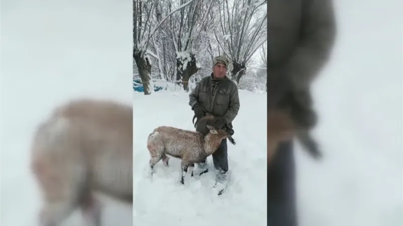 Köpeklerin saldırısına uğrayan dağ keçisini muhtar kurtardı