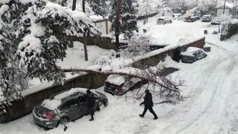 Karın ağırlığına dayanamayan ağaç, otomobilin üstüne devrildi