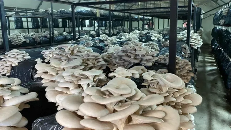 Ordu’da kültür mantarı üretimi yaygınlaşıyor