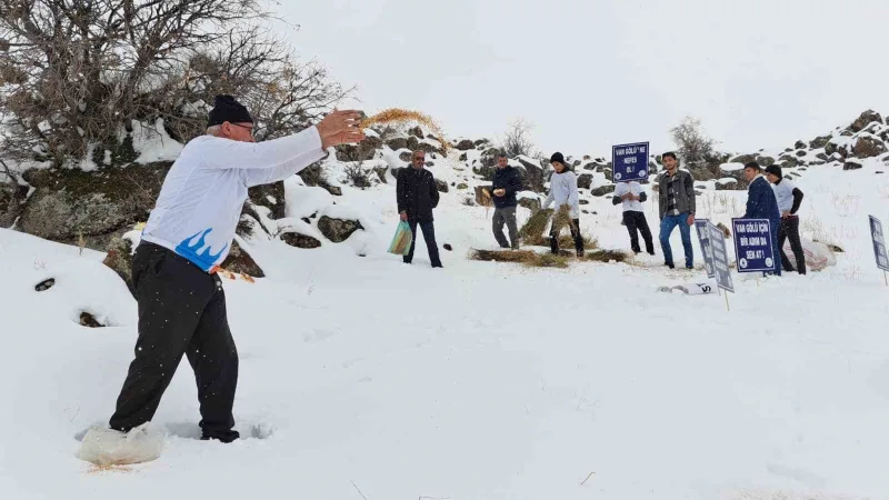 Yaban hayvanları için Süphan Dağı eteklerine yem bırakıldı