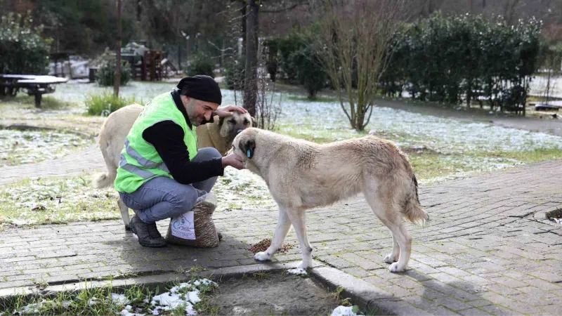 Yalova Belediyesi’nden sokak hayvanlarına yem