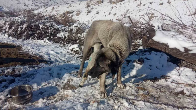 Kangal köpeği kuzunun süt annesi oldu