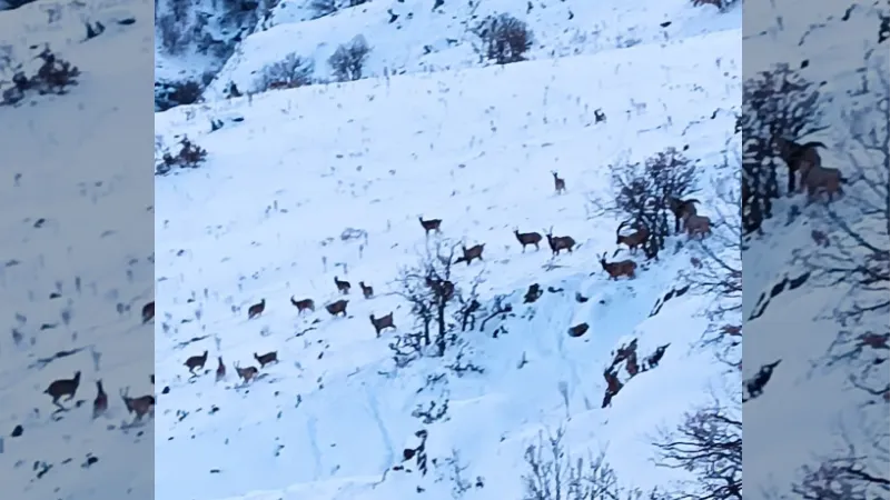 Malatya’da kar altında yiyecek arayan yaban keçileri görüntülendi