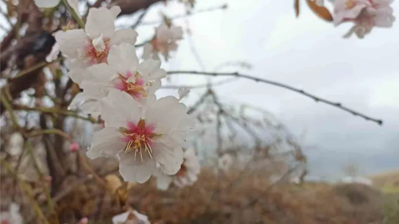 Mardin’de kış ortasında çiçek açan ağaçlar şaşırttı