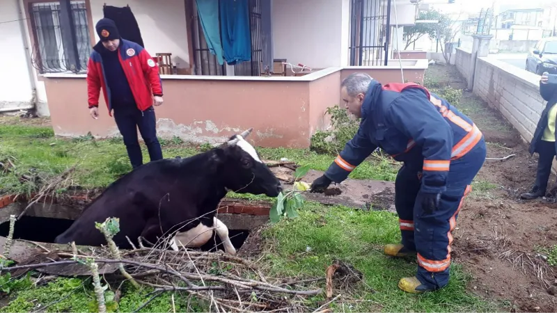 Su dolu çukura düşen inek, lahanayla kurtarıldı