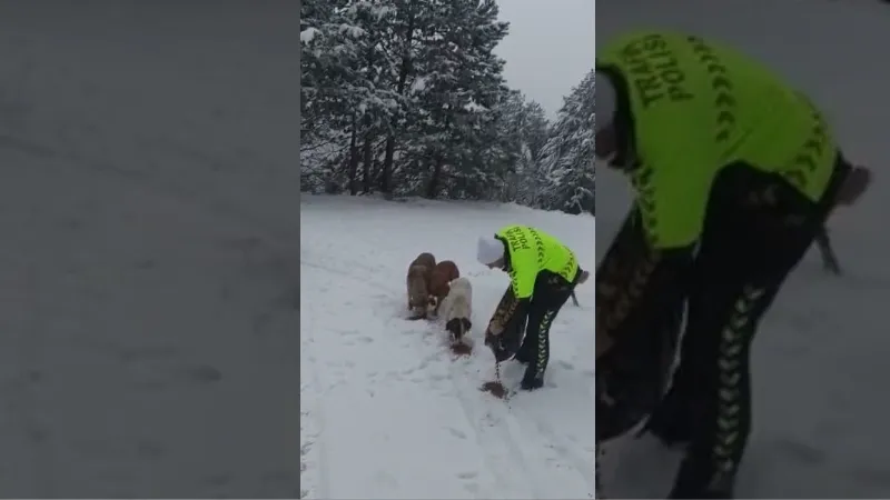Devriye gezen trafik ekiplerinden kar altında yiyecek arayan köpeklere mama desteği