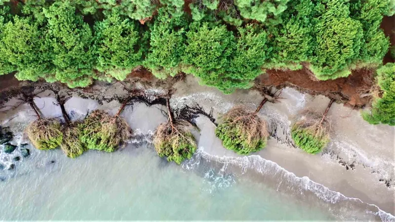 Samsun’da kıyı erozyonu: Hırçın Karadeniz ağaçları kökünden söktü