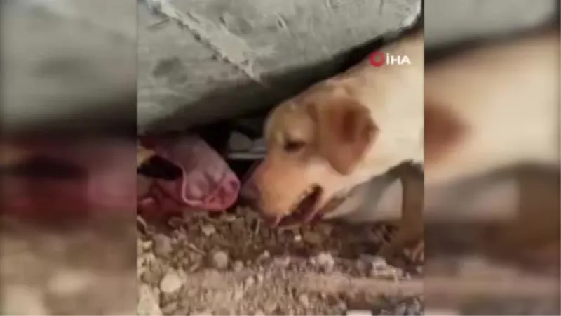 Arama kurtarma köpekleri de Mehmetçikler ile birlikte deprem bölgelerinde aralıksız görev yapıyor