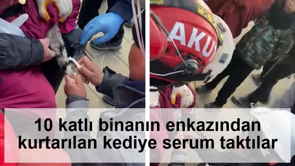 10 katlı binanın enkazından kurtarılan kediye serum taktılar