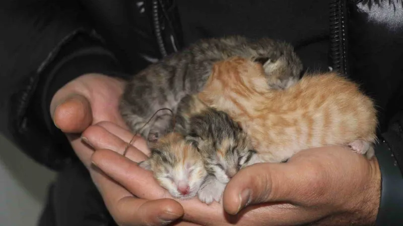 Depremde boşaltılan binada mahsur kalan kedi açlıktan yavrusunu yedi