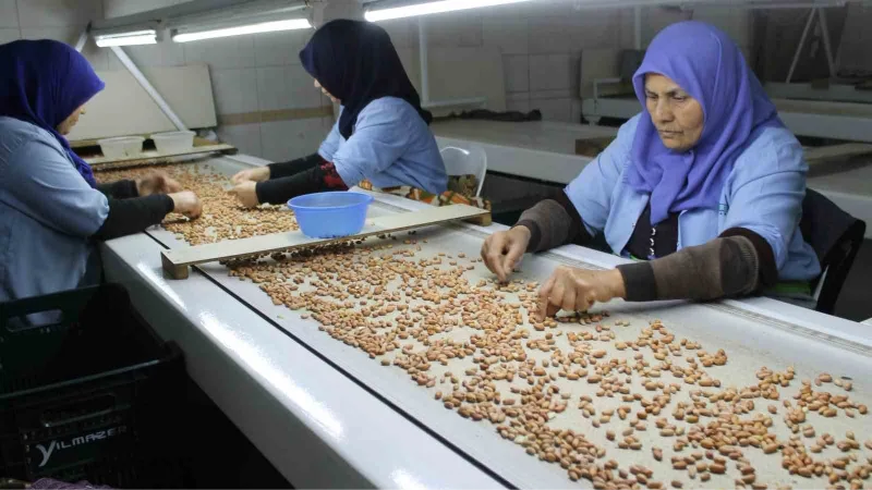 Osmaniye’de fabrikalar yer fıstığı üretimi için mesai yapıyor