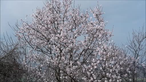 Edirne’de badem ağaçları erken çiçek açtı
