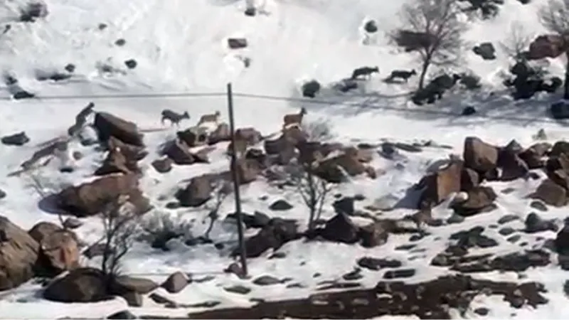 Yüksekova’da dağ keçileri sürü halinde görüntülendi