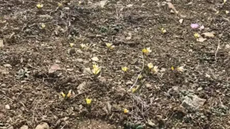 Baharın müjdecisi çiğdemler çiçek açtı, bozkır renklendi