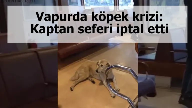 Vapurda köpek krizi: Kaptan seferi iptal etti