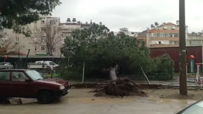 Edremit’te yağmur çam ağacını devirdi
