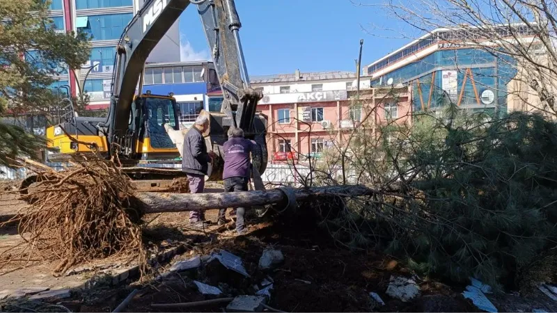 Kent Meydanındaki yarım asırlık çınarlar naklediliyor