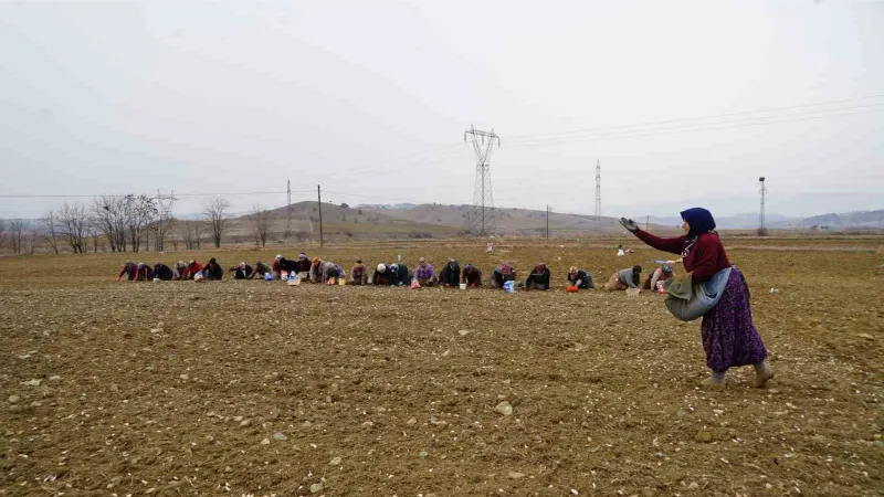 Dünyaca ünlü Taşköprü sarımsağı toprakla buluşuyor