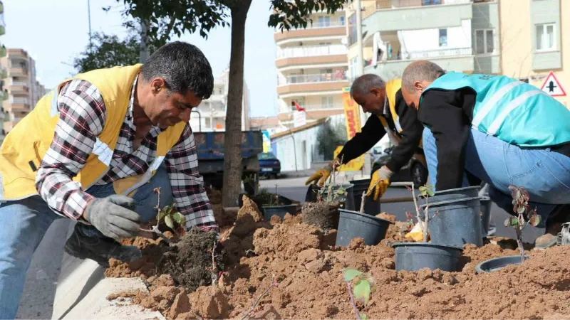 Şanlıurfa’da çiçek ekimi yapıldı