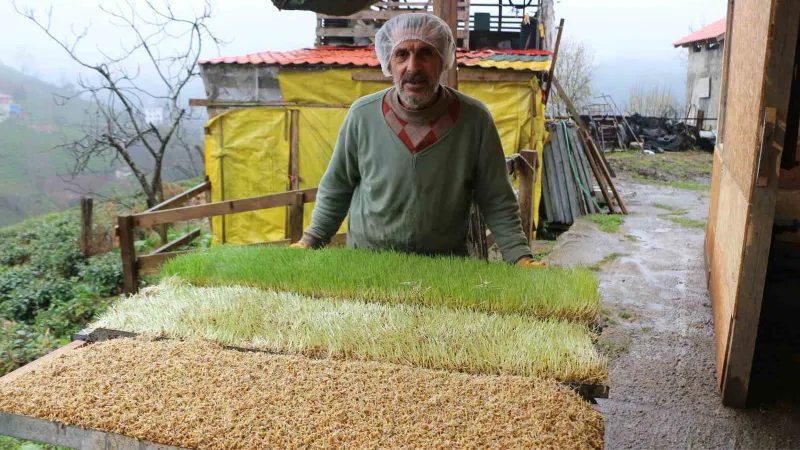 6 metrekarelik alanda hayvanları için yem üretiyor