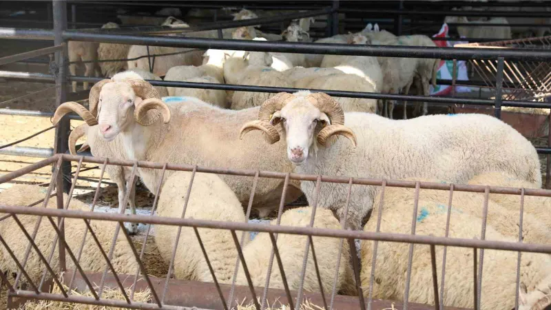 Aydın’da hayvan pazarları kapatıldı