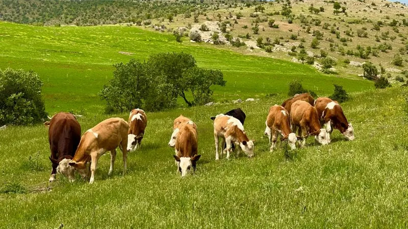 Mazıdağı ilkbaharın renklerine büründü