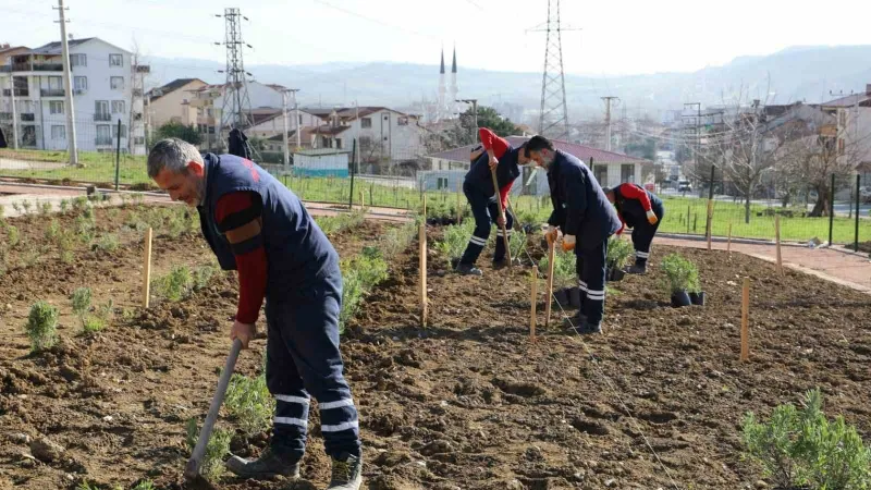 Gündoğdu lavanta ile canlandırılacak