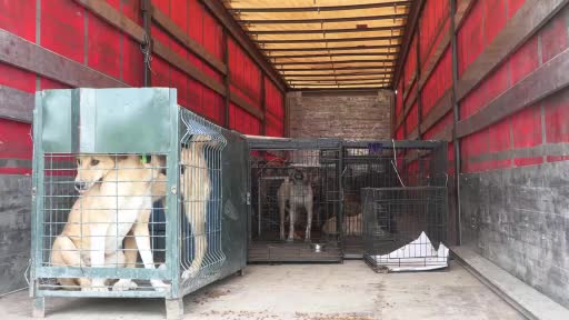 Enkazdan kurtarılan 12 köpek, Antalya’da tedaviye alındı