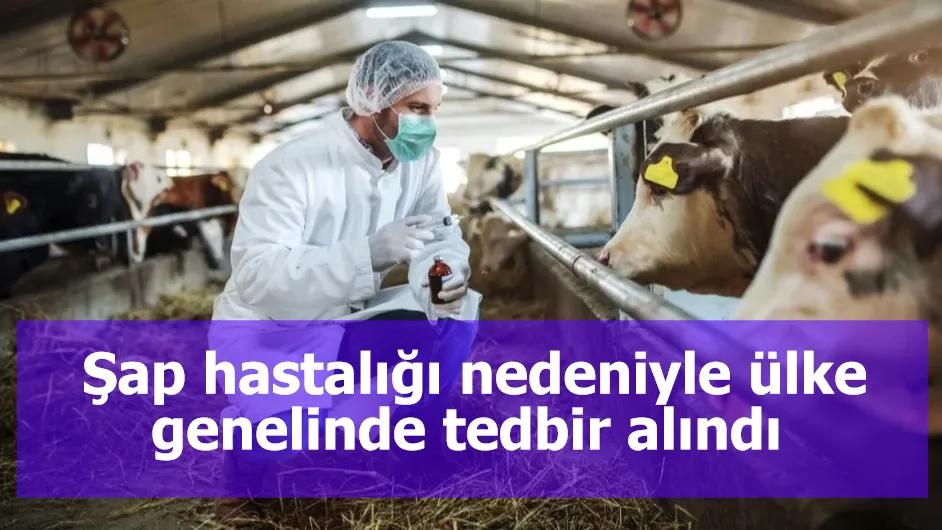 Şap hastalığı nedeniyle ülke genelinde tedbir alındı