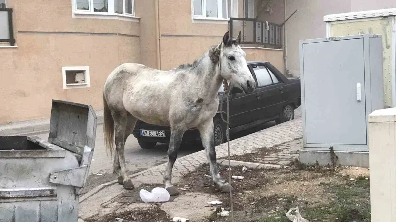 Başıboş gezen atlar yine cadde ve sokaklarda