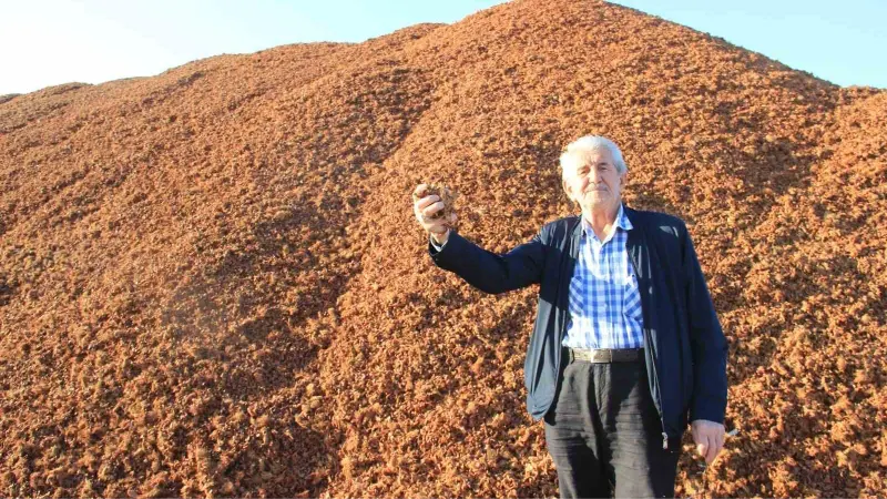 Kömür fiyatları arttı, çam fıstığı kabukları kıymete bindi