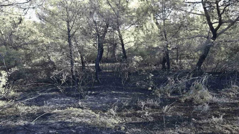 Akhisar’da orman yangını çıkaran 3 kişi yakalandı