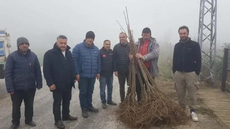 Atıl alanlar kestanelerle dolacak